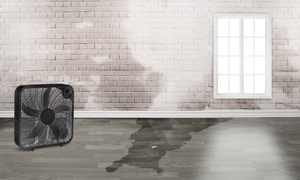 Best Water damage restoration near me  in Conway, SC